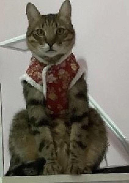 Cat Clothes